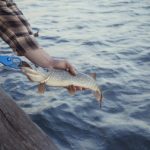 生存與技術並存：撒哈拉沙漠綠洲的獨特釣魚方式