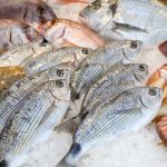 海釣與淡水釣的魚餌選擇差異與技巧