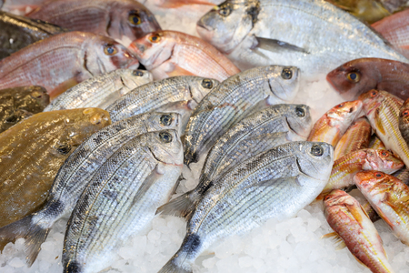 海釣與淡水釣的魚餌選擇差異與技巧