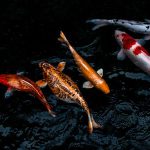 秋季淡水釣魚技巧分享：選餌、釣組與操作要點