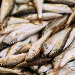 台灣南北海域魚種大不同？區域性常見魚類介紹