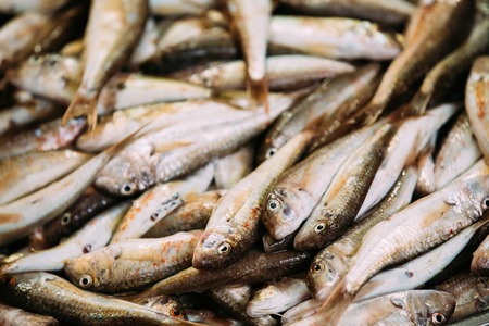 台灣南北海域魚種大不同？區域性常見魚類介紹